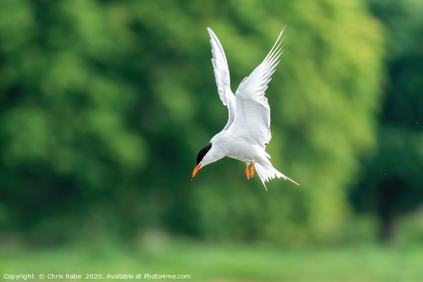 Common Tern Picture Board by Chris Rabe