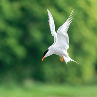 Buy canvas prints of Common Tern by Chris Rabe