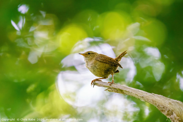 Wren in forest Picture Board by Chris Rabe