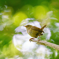 Buy canvas prints of Wren in forest by Chris Rabe