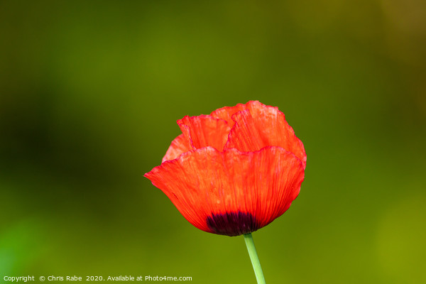 Bright red Poppy  Picture Board by Chris Rabe