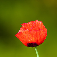 Buy canvas prints of Bright red Poppy  by Chris Rabe
