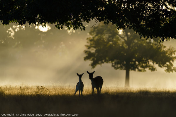 Monther and fawn Fallow Deer  Picture Board by Chris Rabe