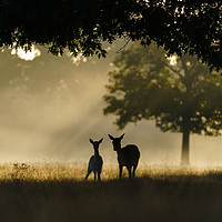 Buy canvas prints of Monther and fawn Fallow Deer  by Chris Rabe