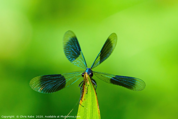 Banded Demoiselle  Picture Board by Chris Rabe