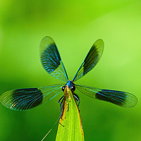 Buy canvas prints of Banded Demoiselle  by Chris Rabe