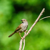 Buy canvas prints of Portrait of a Dunnock by Chris Rabe