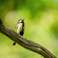 Buy canvas prints of Great Tit  by Chris Rabe