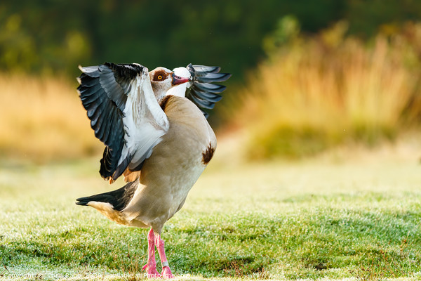 Egyptian goose with it's wings stretched Picture Board by Chris Rabe