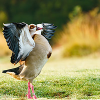 Buy canvas prints of Egyptian goose with it's wings stretched by Chris Rabe