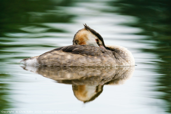 Great Crested Grebe resting Picture Board by Chris Rabe
