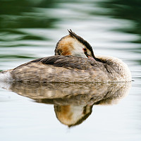 Buy canvas prints of Great Crested Grebe resting by Chris Rabe