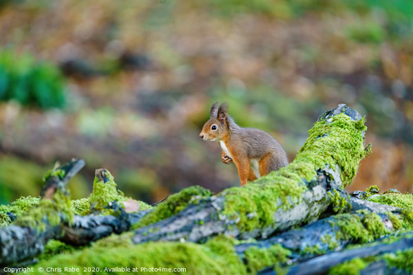red squirrel sitting on top of some logs Picture Board by Chris Rabe