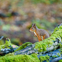 Buy canvas prints of red squirrel sitting on top of some logs by Chris Rabe