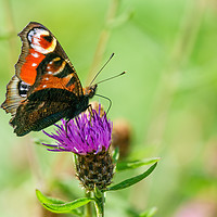 Buy canvas prints of Peacock butterfly  by Chris Rabe