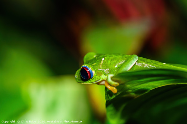 Red-Eyed Tree Frog Picture Board by Chris Rabe