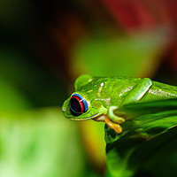 Buy canvas prints of Red-Eyed Tree Frog by Chris Rabe