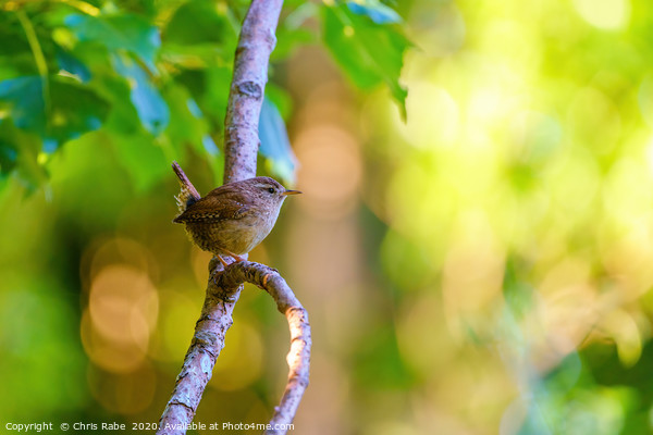 Wren perched in early morning light Picture Board by Chris Rabe