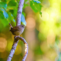 Buy canvas prints of Wren perched in early morning light by Chris Rabe