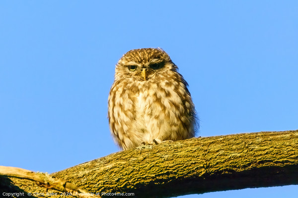 Little Owl staring intensely Picture Board by Chris Rabe