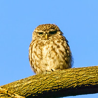 Buy canvas prints of Little Owl staring intensely by Chris Rabe