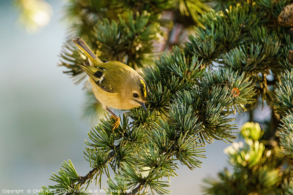 Goldcrest  Picture Board by Chris Rabe