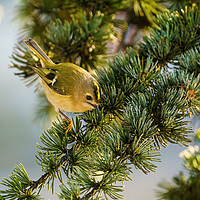 Buy canvas prints of Goldcrest  by Chris Rabe