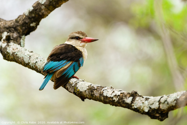 Brown-hooded Kingfisher  Picture Board by Chris Rabe