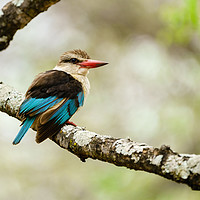 Buy canvas prints of Brown-hooded Kingfisher  by Chris Rabe