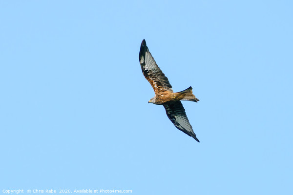 Red Kite over Bushy Park Picture Board by Chris Rabe