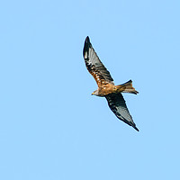 Buy canvas prints of Red Kite over Bushy Park by Chris Rabe