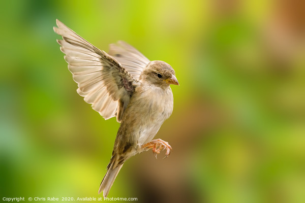 House sparrow in flight Picture Board by Chris Rabe
