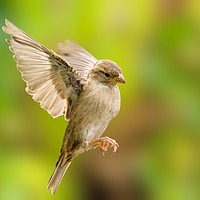 Buy canvas prints of House sparrow in flight by Chris Rabe