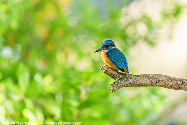 Common Kingfisher Picture Board by Chris Rabe