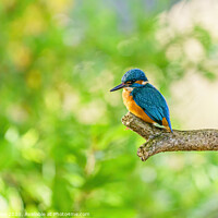 Buy canvas prints of Common Kingfisher by Chris Rabe