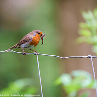 Buy canvas prints of European Robin with worms by Chris Rabe