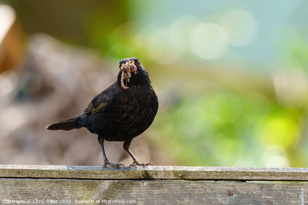 Blackbird male with beak full of worms Picture Board by Chris Rabe