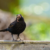 Buy canvas prints of Blackbird male with beak full of worms by Chris Rabe