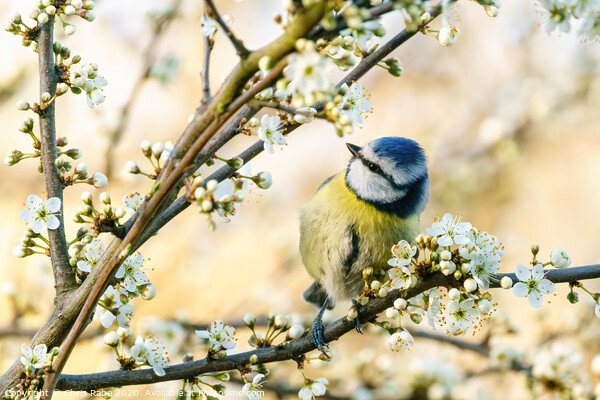Blue Tit perched in a tree in full bloom Picture Board by Chris Rabe