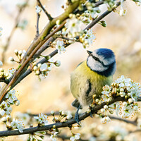 Buy canvas prints of Blue Tit perched in a tree in full bloom by Chris Rabe