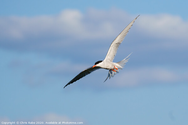 Common Tern (Sterna hirundo) in flight against a slightly cloudy sky Picture Board by Chris Rabe