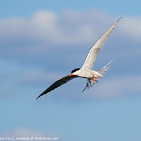 Buy canvas prints of Common Tern (Sterna hirundo) in flight against a slightly cloudy sky by Chris Rabe