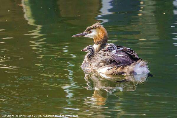 Great Crested Grebe (Podiceps cristatus) carrying it's chicks on it's back Picture Board by Chris Rabe