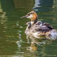 Buy canvas prints of Great Crested Grebe (Podiceps cristatus) carrying it's chicks on it's back by Chris Rabe