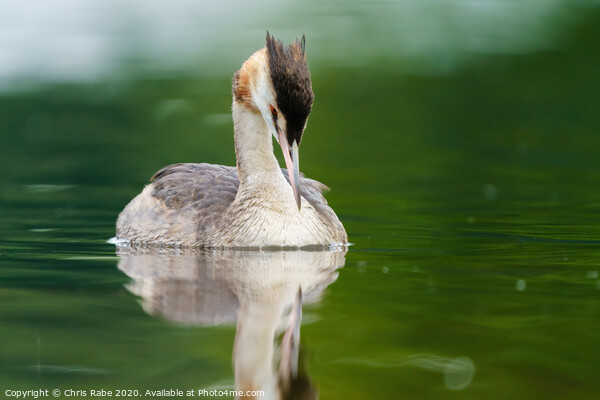 Great Crested Grebe with it's head bowed down Picture Board by Chris Rabe