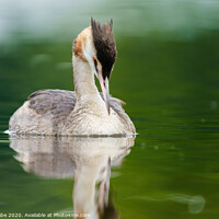 Buy canvas prints of Great Crested Grebe with it's head bowed down by Chris Rabe