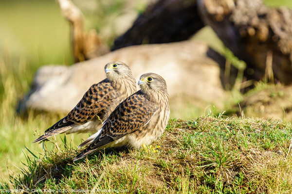 Common Kestrel (Falco Tinnunculus) juvenile siblings looking over their shoulders Picture Board by Chris Rabe