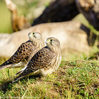 Buy canvas prints of Common Kestrel (Falco Tinnunculus) juvenile siblings looking over their shoulders by Chris Rabe