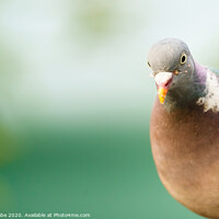 Buy canvas prints of Closeup of a Common Wood Pigeon looking into camera by Chris Rabe