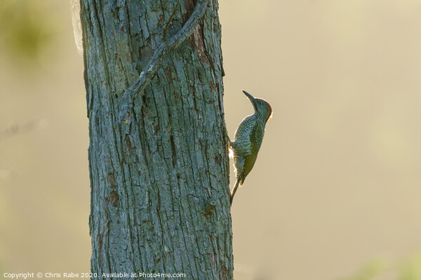 Green Woodpecker female on tree Picture Board by Chris Rabe